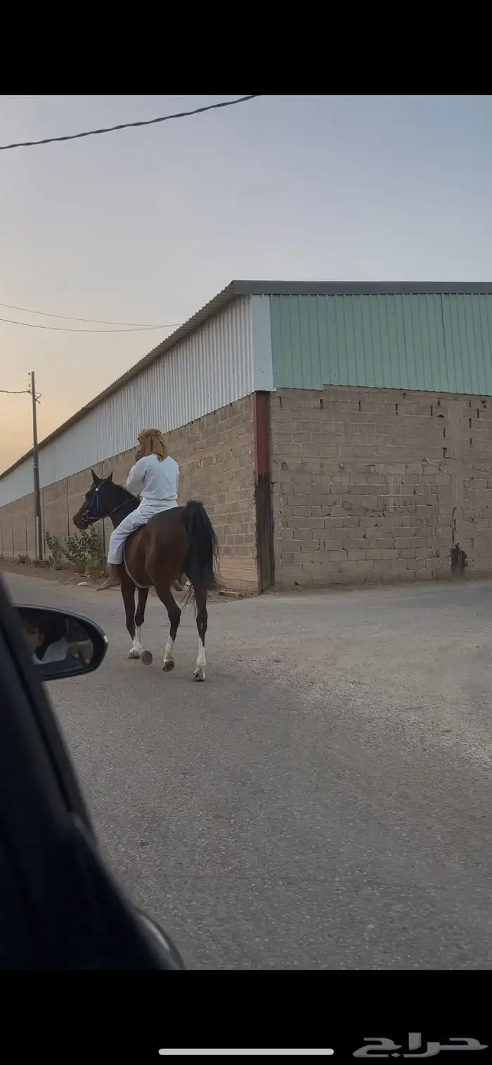 فرس شعبيه عربيه 1
