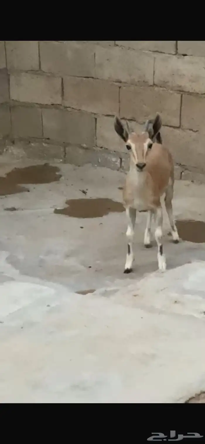 وعل للبيع لون وقرن بسم الله 7