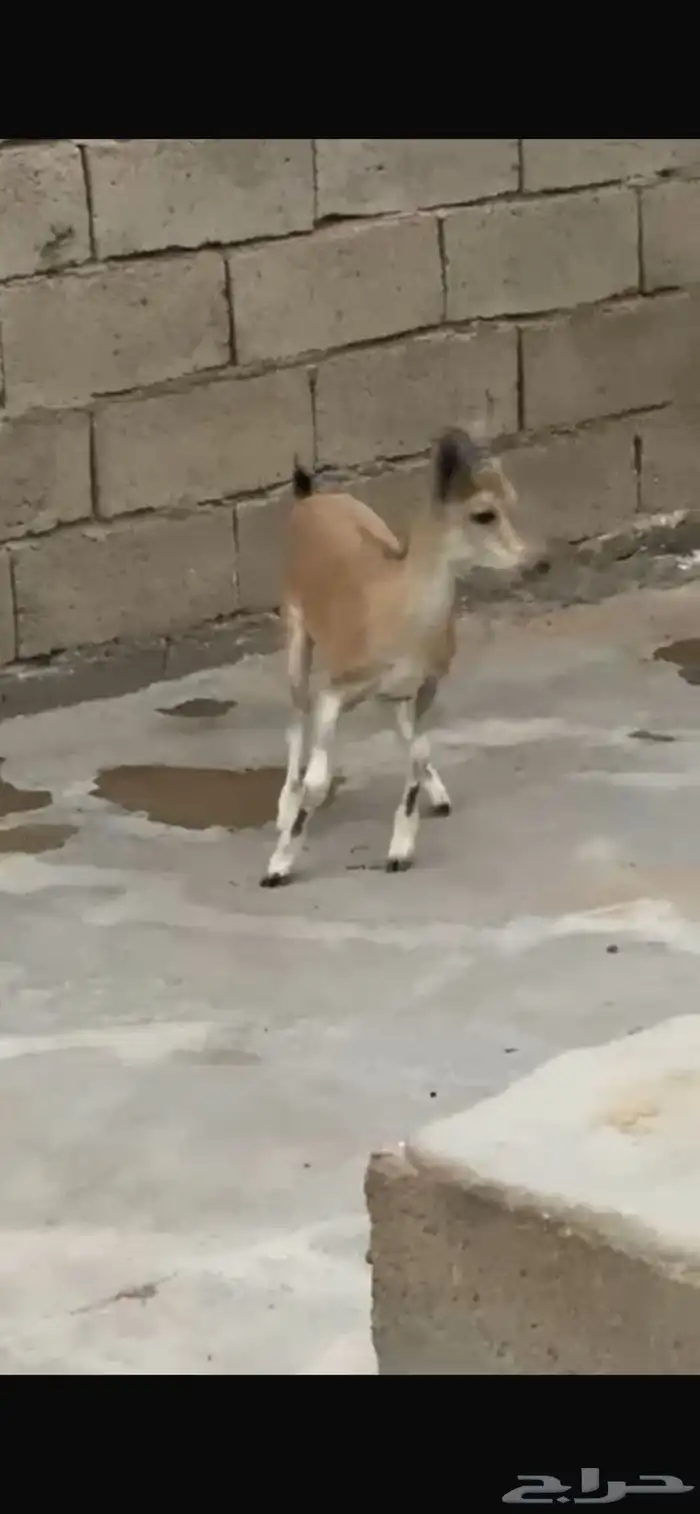 وعل للبيع لون وقرن بسم الله 5