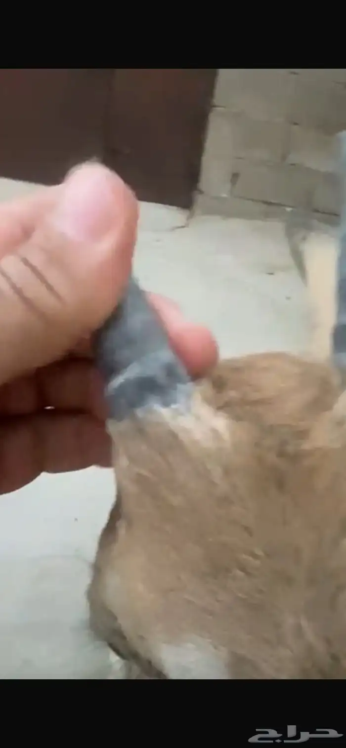 وعل للبيع لون وقرن بسم الله 9