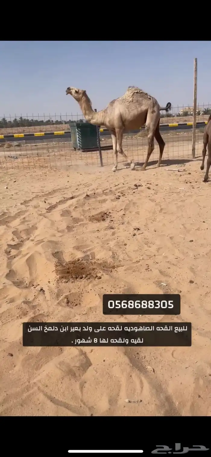 للبيع القحه 0