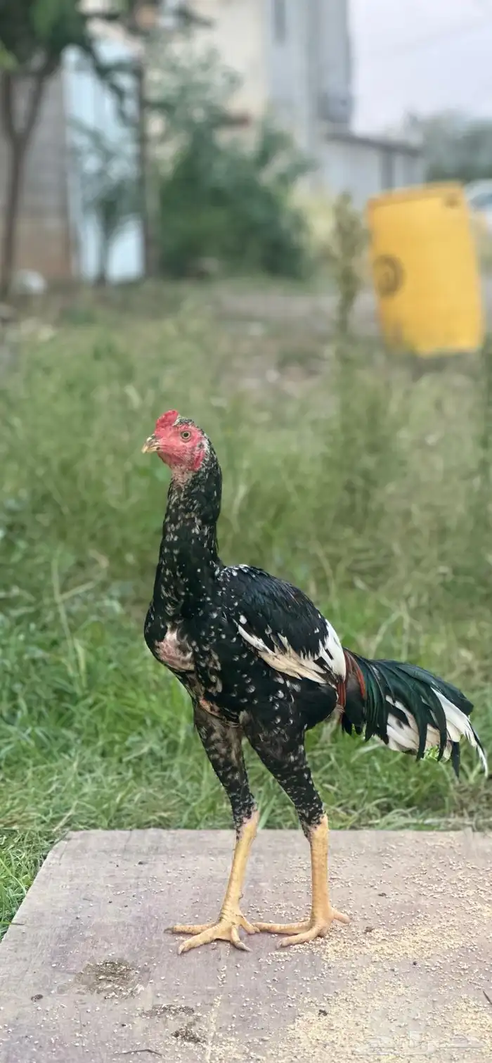 سندي نسل غبشان 3