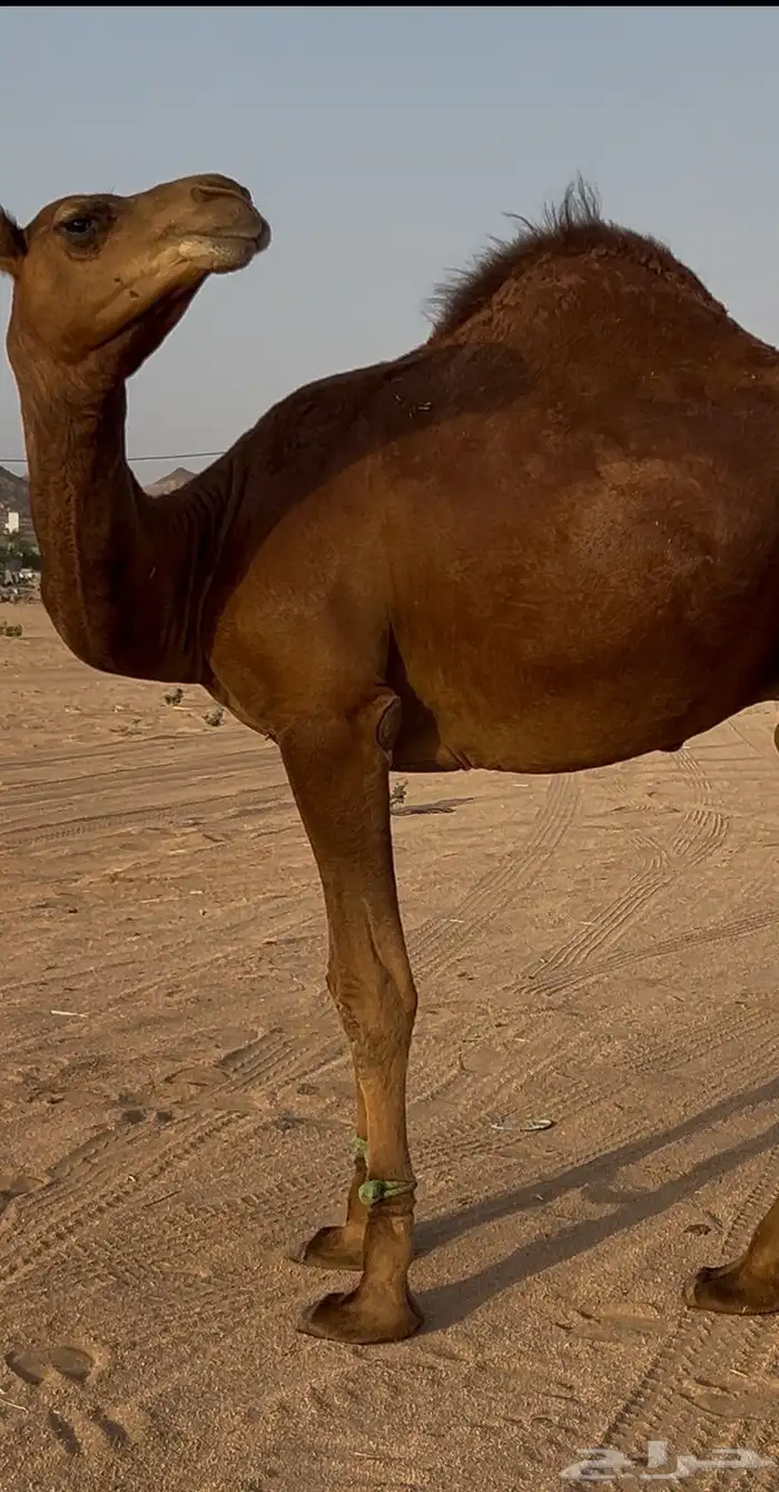 قعود مشروع فحل 4