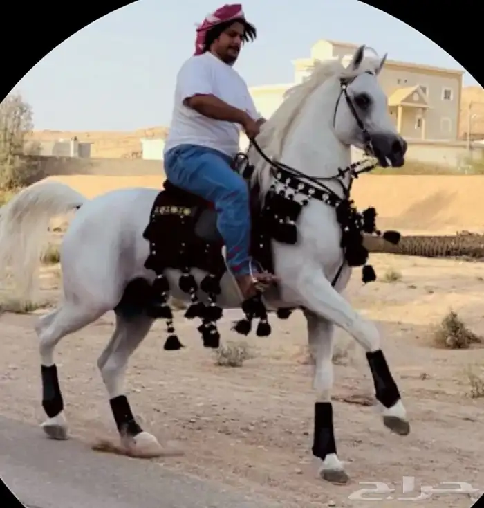 فرس شعبيه 1
