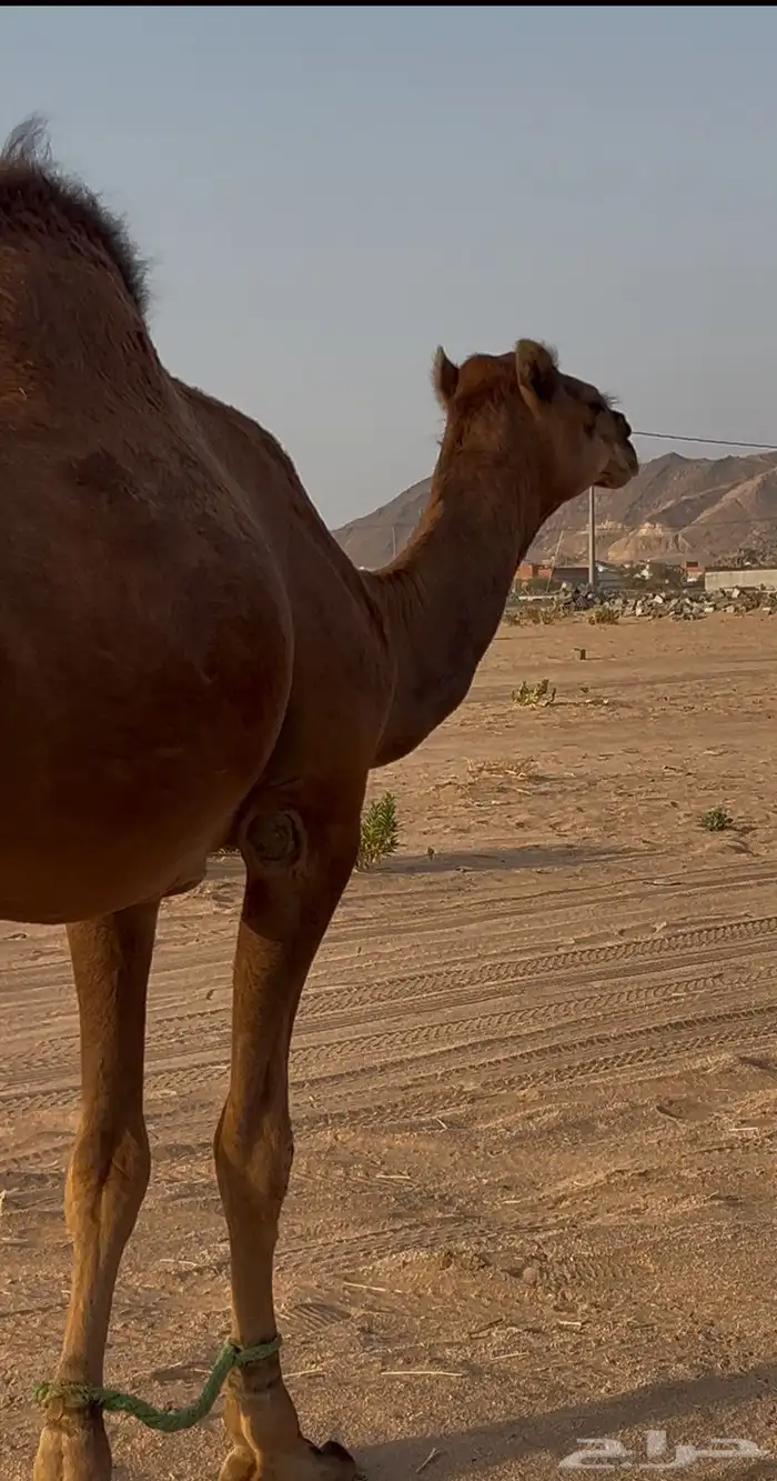 قعود مشروع فحل 3