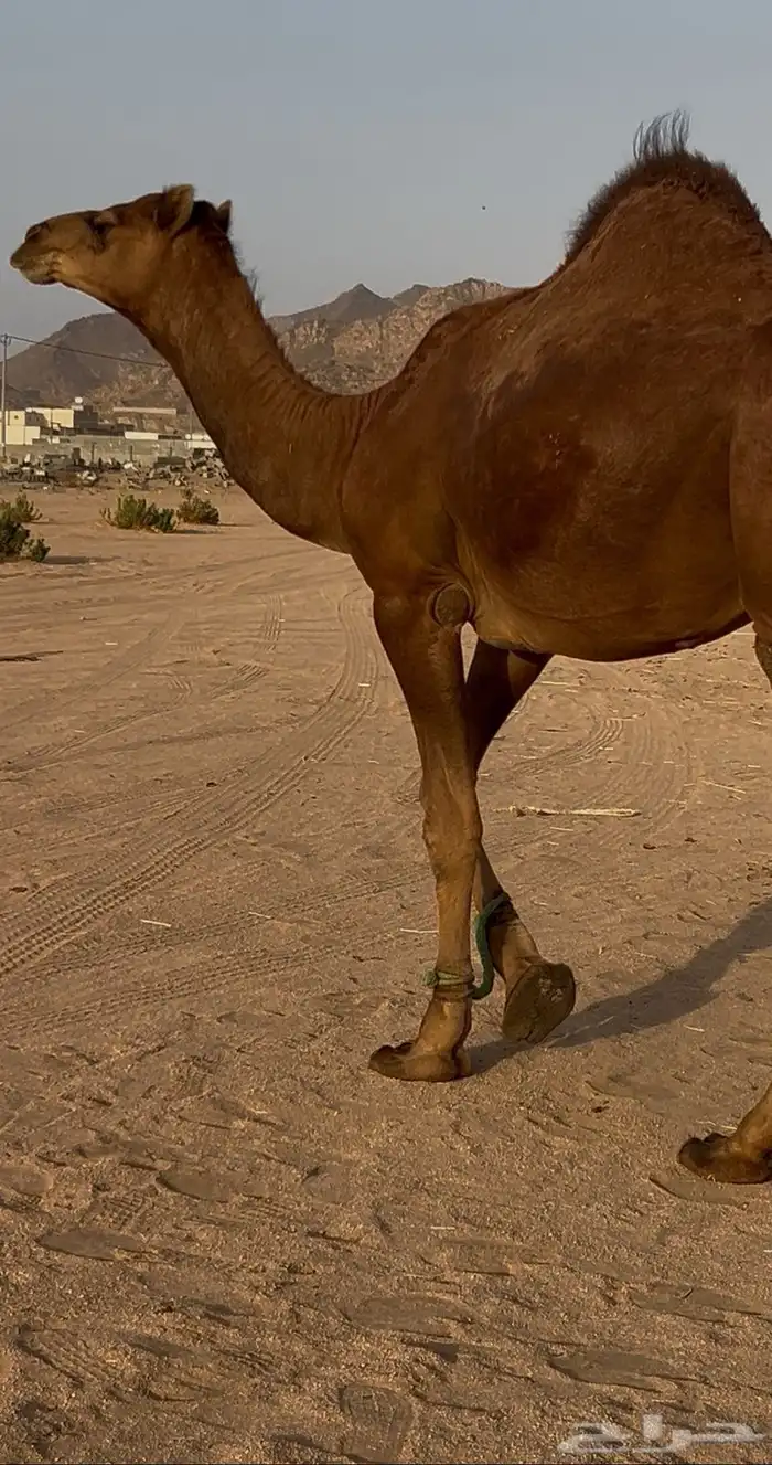 قعود مشروع فحل 5