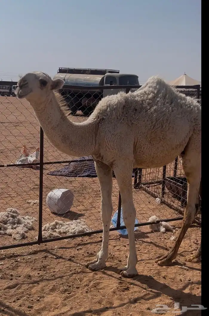قعود حيسوني الموقع حايل رقم الجوال 0