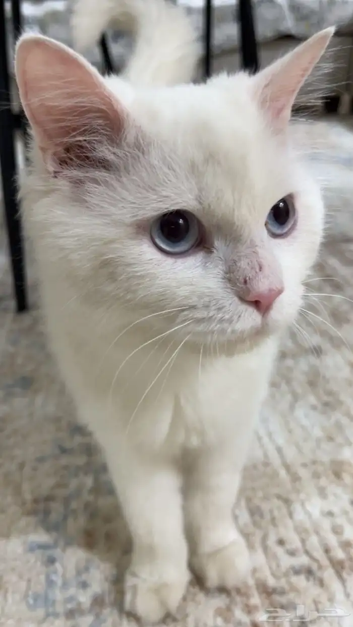 قط شيرازي للتبني 1