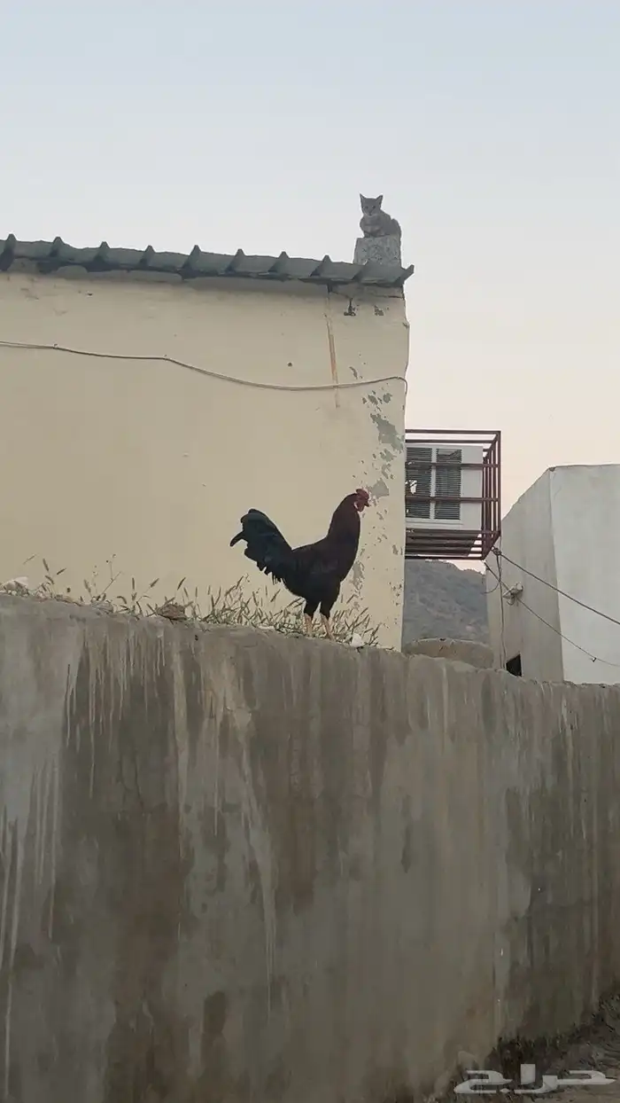 دجاج ل البيع 0