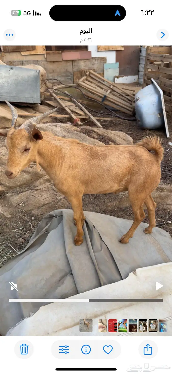 تيس احص ذبيحه طيبه 1