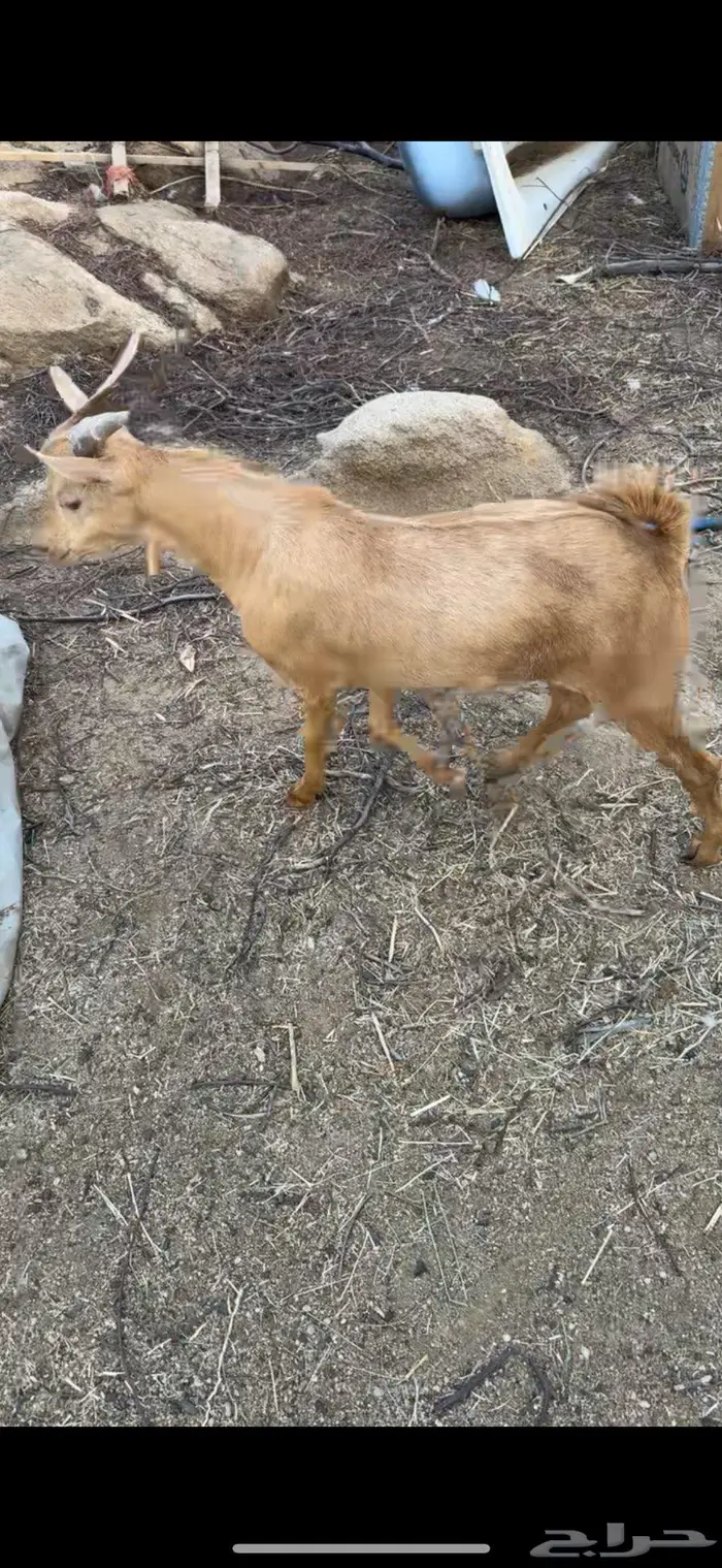 تيس احص ذبيحه طيبه 0