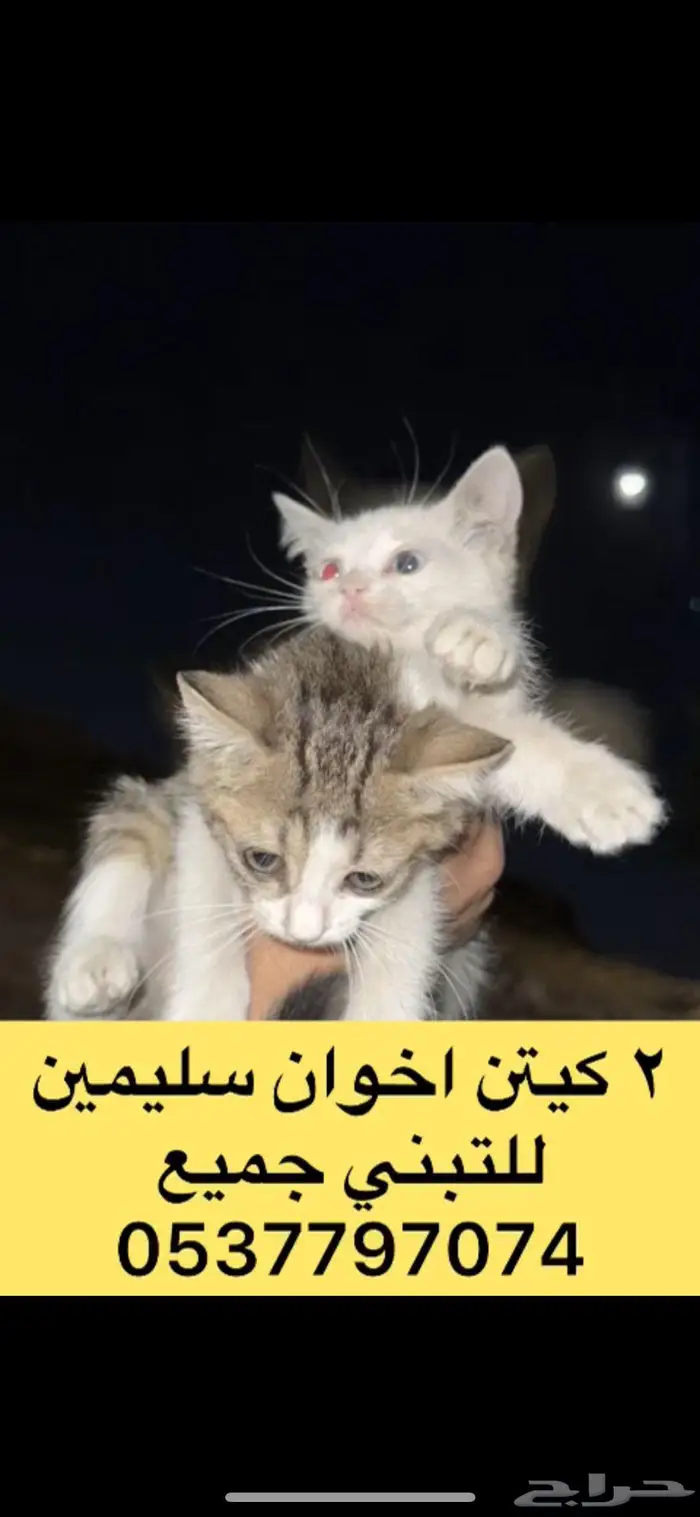 كيتن للتبني 0