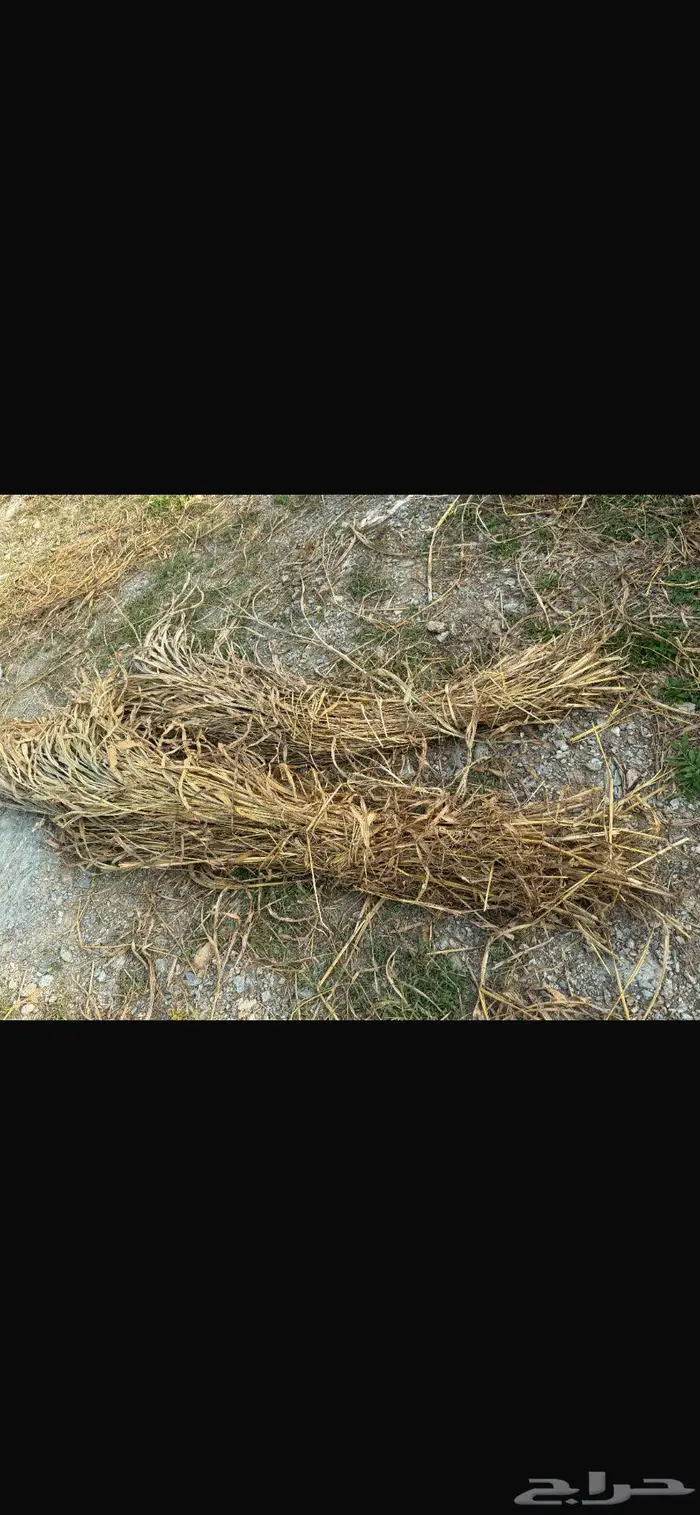 قصب للبيع بمحايل عسير قريب الحماطه 0