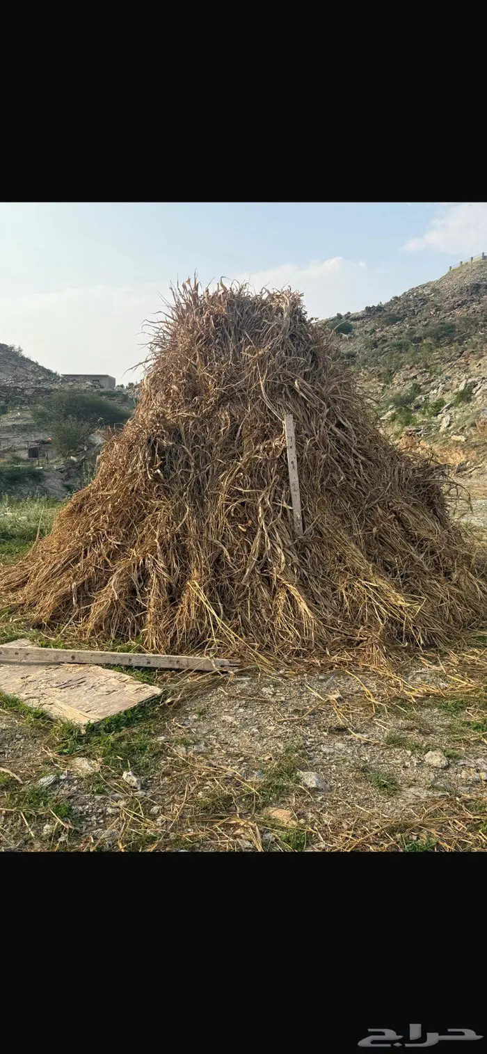 قصب للبيع بمحايل عسير قريب الحماطه 1
