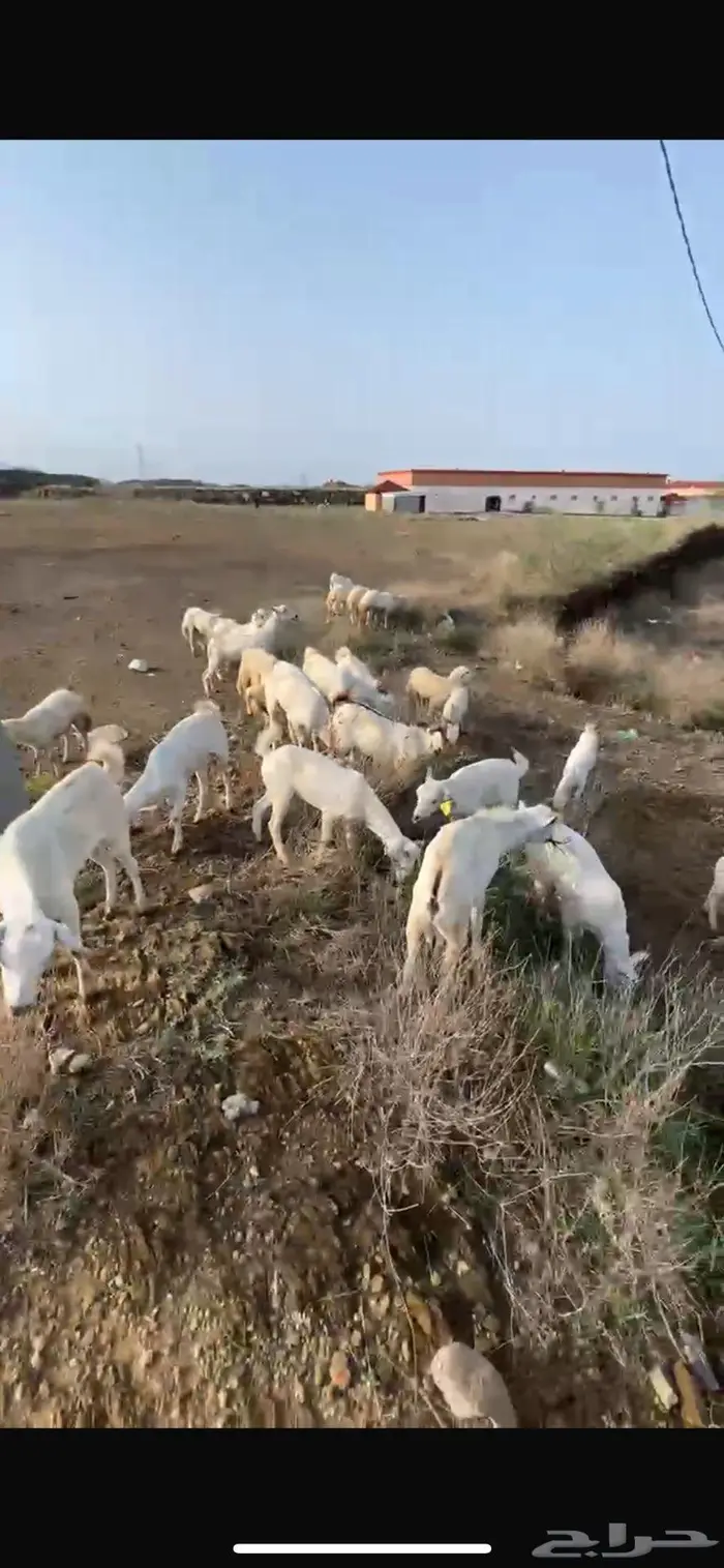 تيوس يمنية نظيفة وطيبه 0