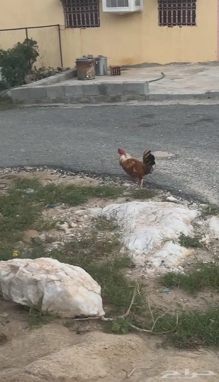 دجاج ل البيع 5