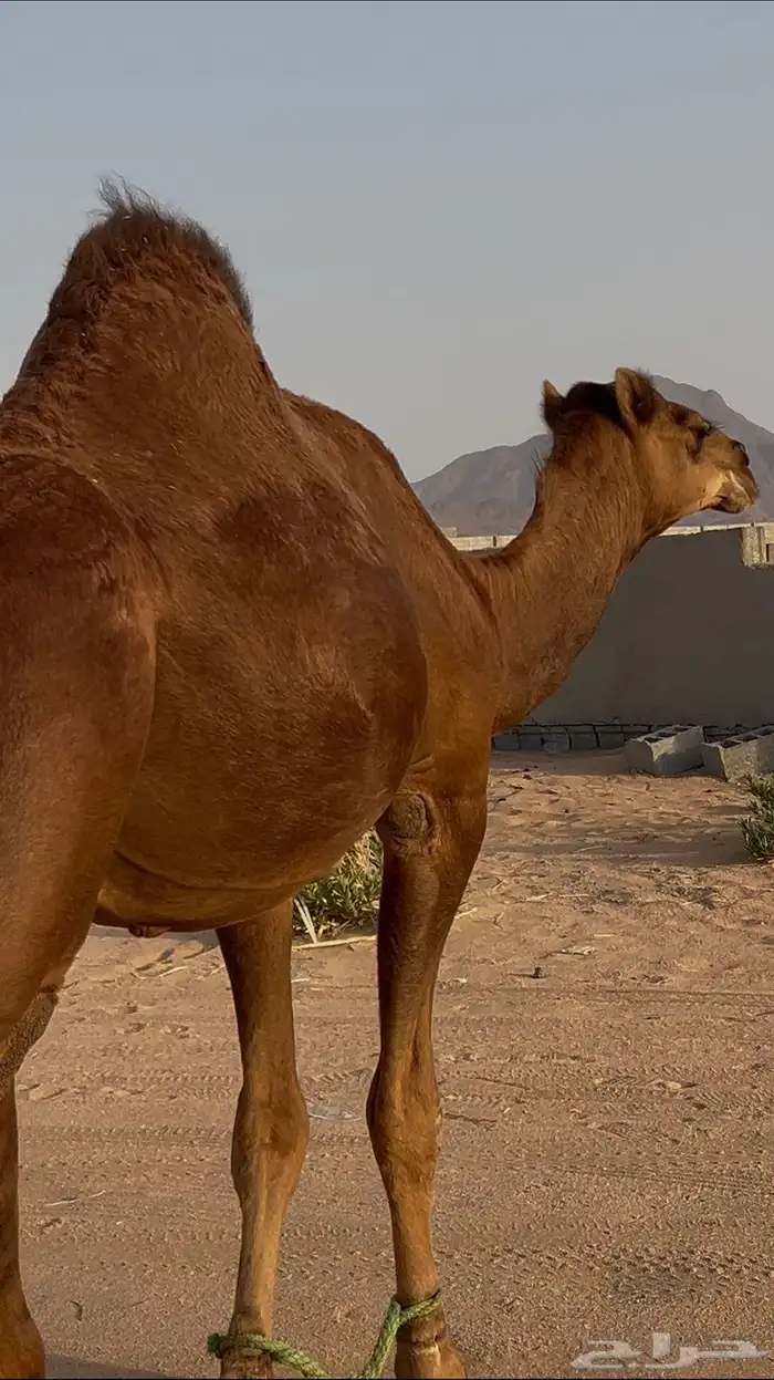 قعود مشروع فحل 0