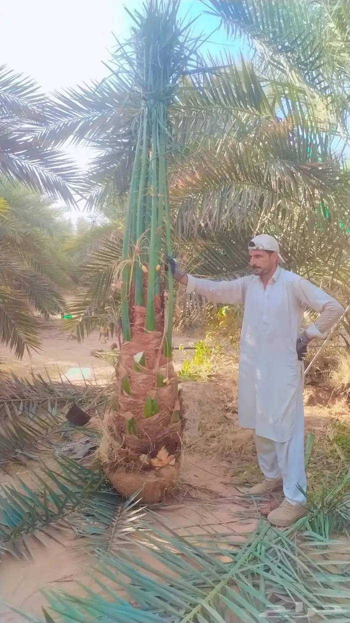 نخل مثمر صقعي مجدول اخلاص برحي سكري شيشي وجميع انواع النخيل 0