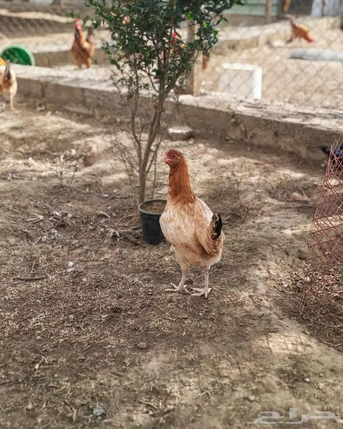 دجاج بلدي 3