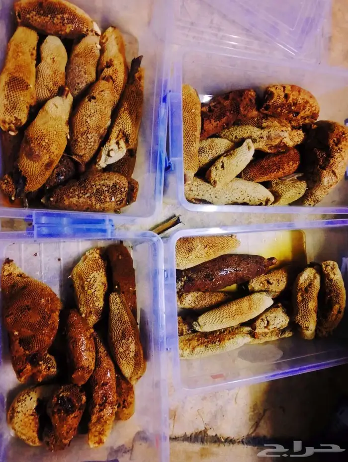 عسل بري حر 17.5 كيلو من جميع الأشجار. 0