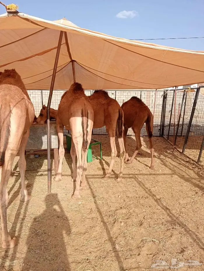 للبيع قعدان صوماليه جمله 2