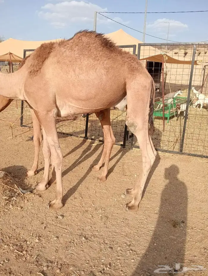 للبيع قعدان صوماليه جمله 0