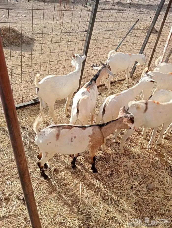 تيوس صومالي جدعان تنيان للبيع جمله 2