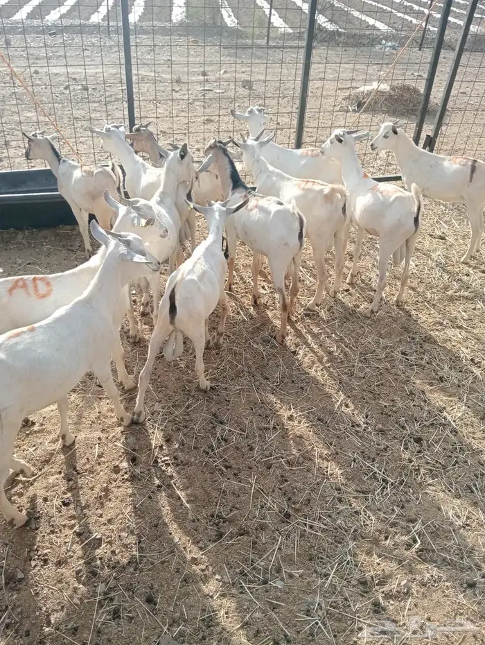 تيوس صومالي جدعان تنيان للبيع جمله 6