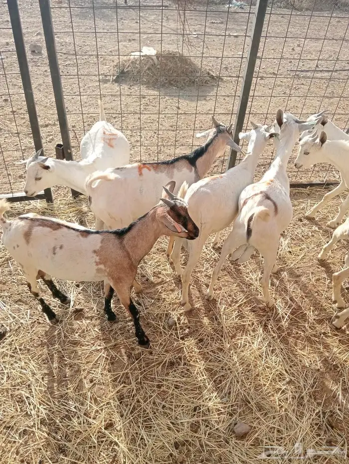 تيوس صومالي جدعان تنيان للبيع جمله 3