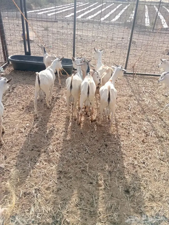 تيوس صومالي جدعان تنيان للبيع جمله 5