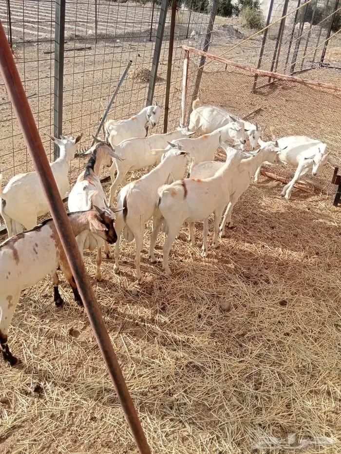 تيوس صومالي جدعان تنيان للبيع جمله 8