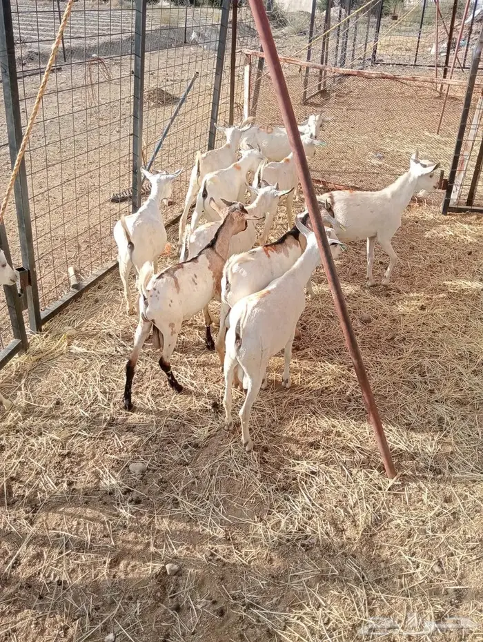 تيوس صومالي جدعان تنيان للبيع جمله 4