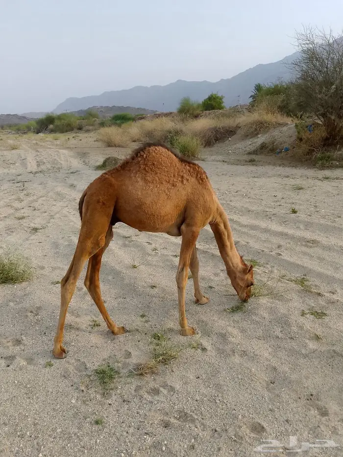 قعود عمر 9 اشهر طيب ومناسب للمناسبات 0