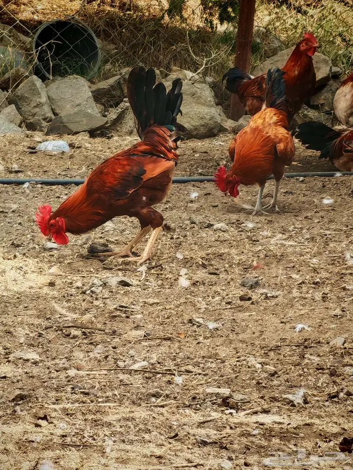 دجاج بلدي 1