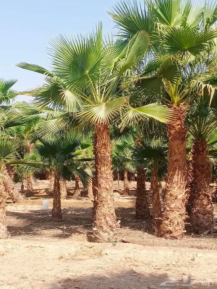 نخل واشنطني واشنطن زينه امريكي 2