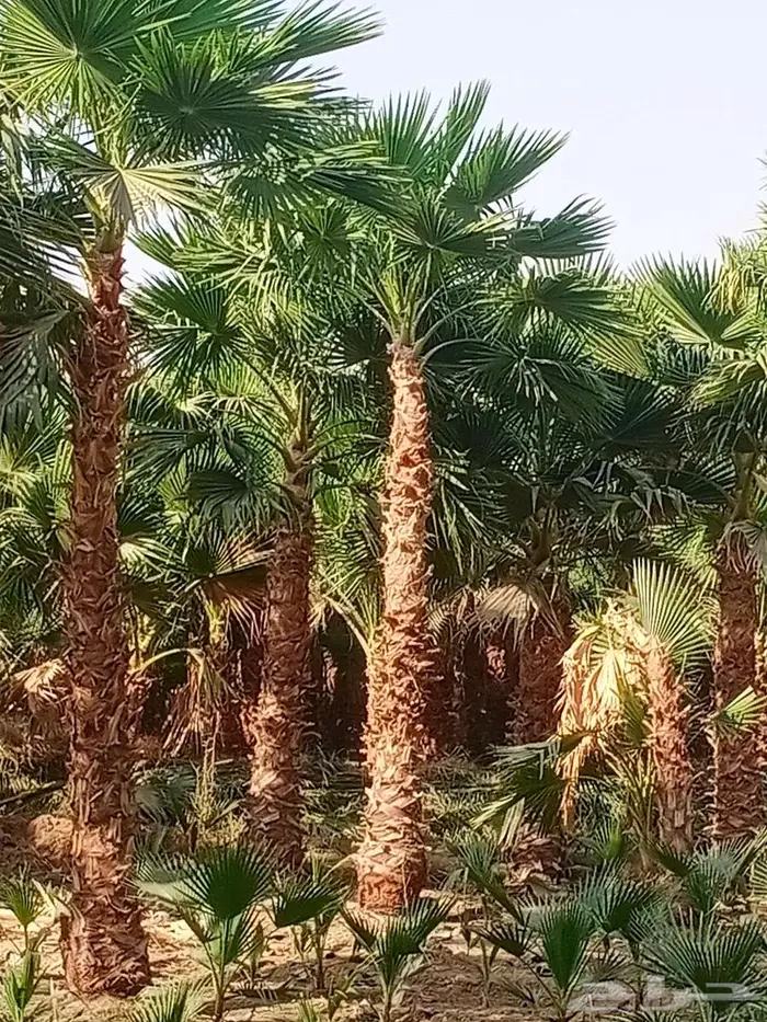 نخل واشنطني واشنطن زينه امريكي 3