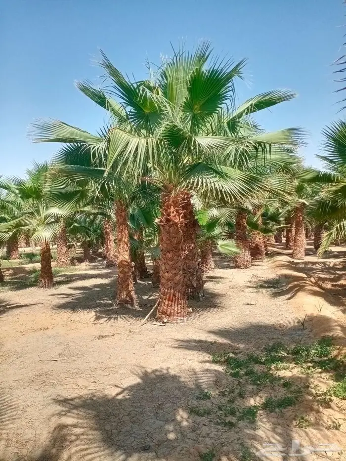 نخل واشنطني واشنطن زينه امريكي 1