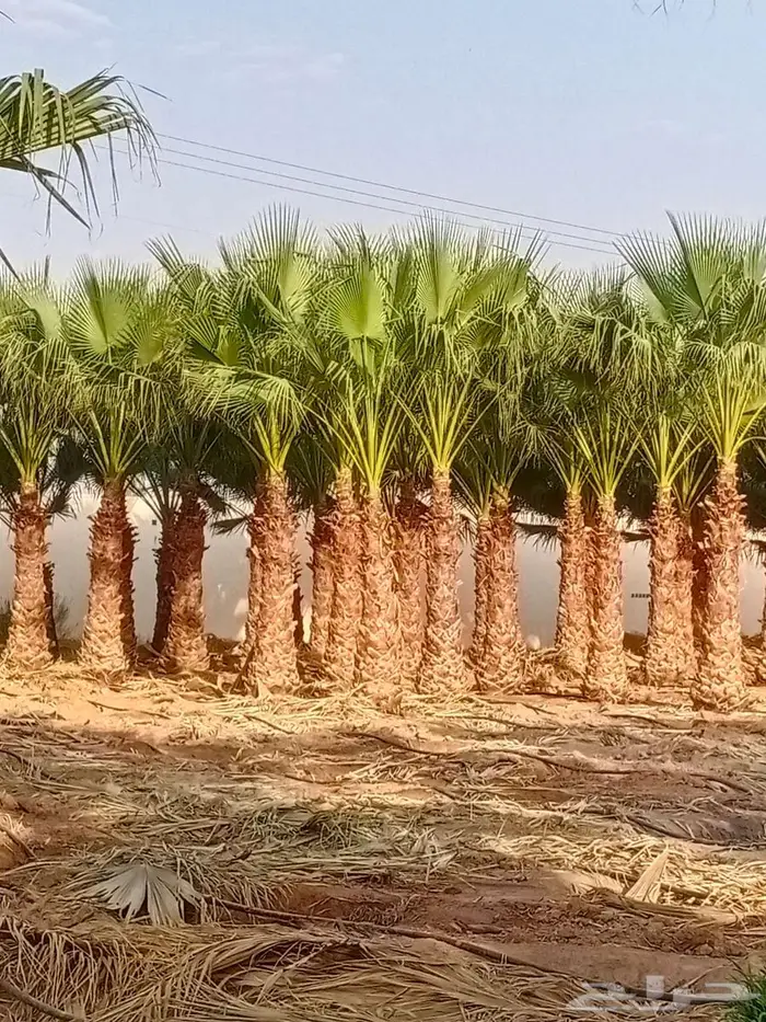 نخل واشنطني واشنطن زينه امريكي 6