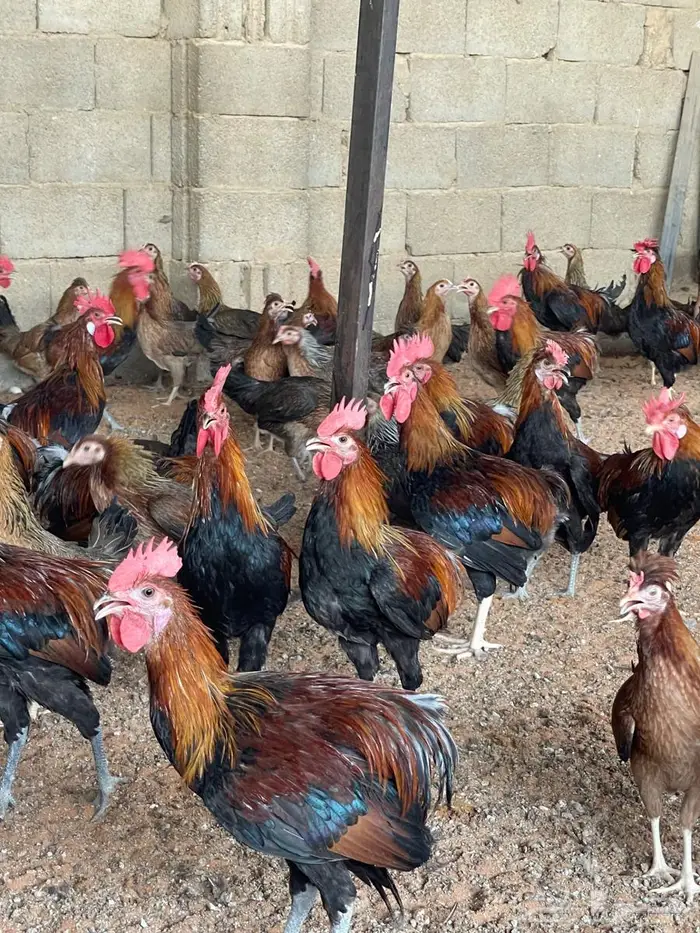 ديوك عربي للبيع 2