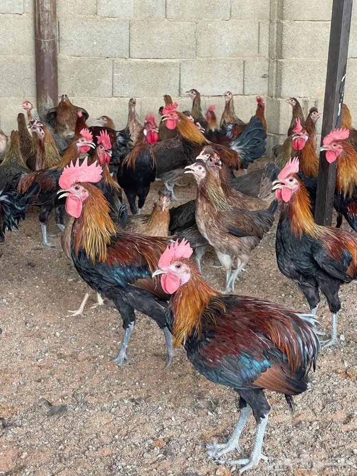 ديوك عربي للبيع 1