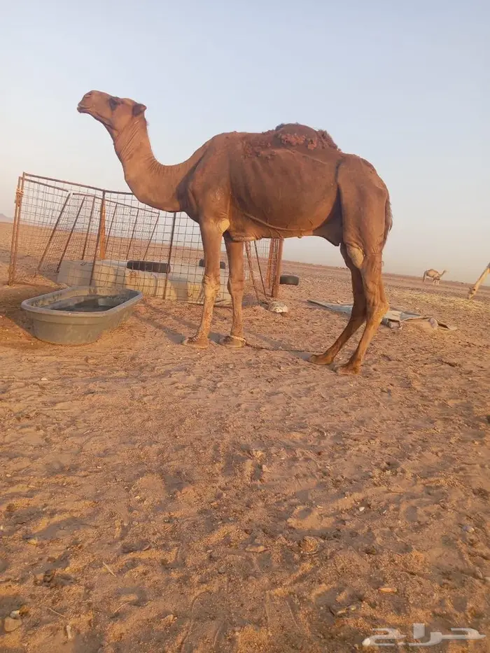 للبيع بعير أحمر 5