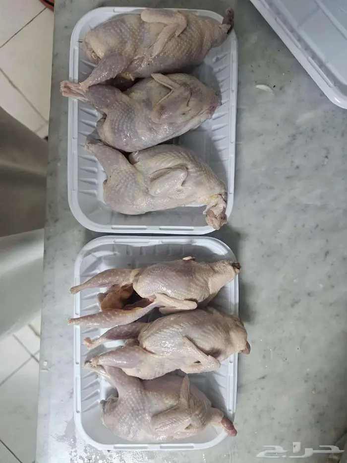 سمان للاحم للأكل شحم ولحم مذبوح جاهز 9