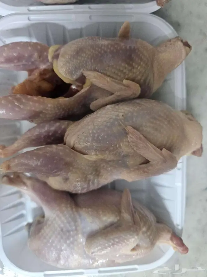 سمان للاحم للأكل شحم ولحم مذبوح جاهز 10