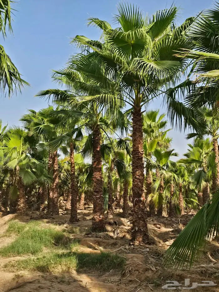 نخل واشنطني زينه واشنطن 2