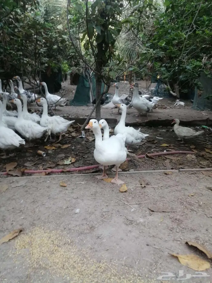 وز للبيع عمر سنة 1