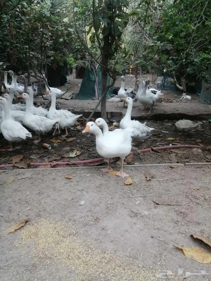 وز للبيع عمر سنة 2