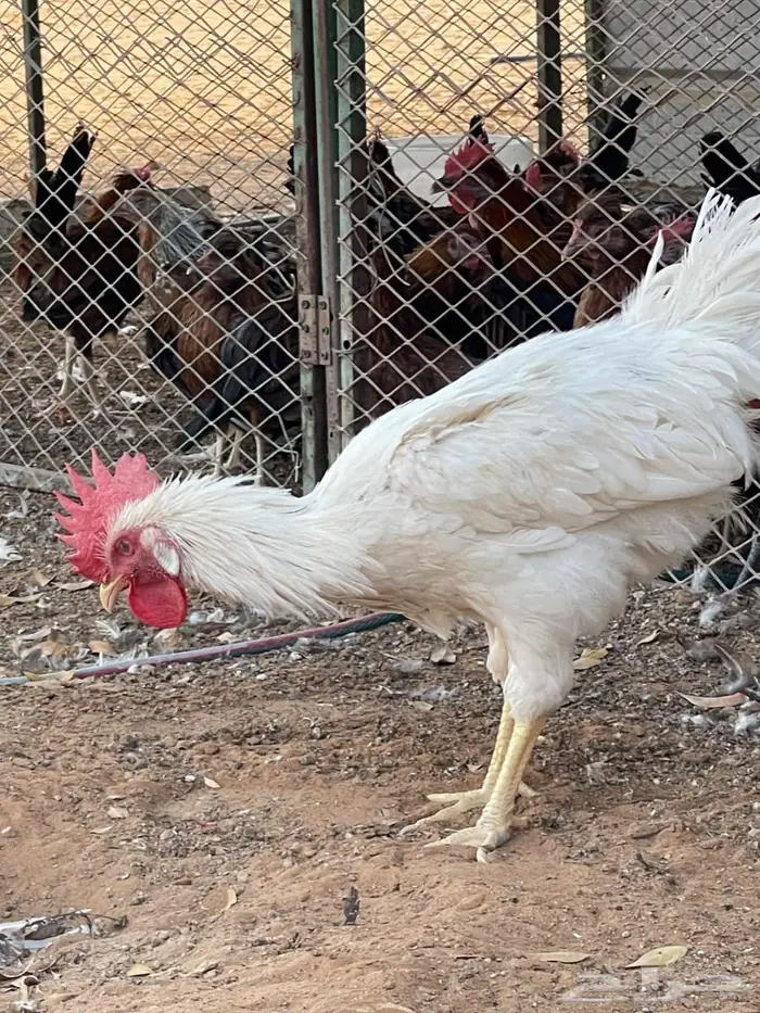 دجاج تركي ابيض 0