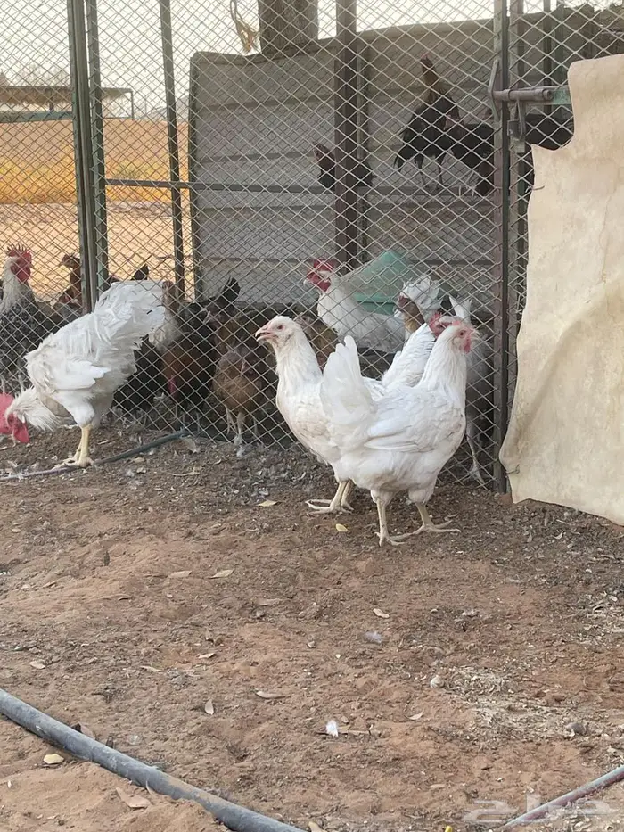 دجاج تركي ابيض 1