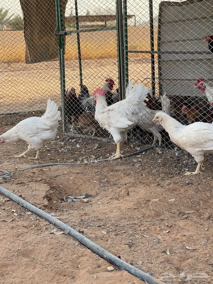 دجاج تركي ابيض 2
