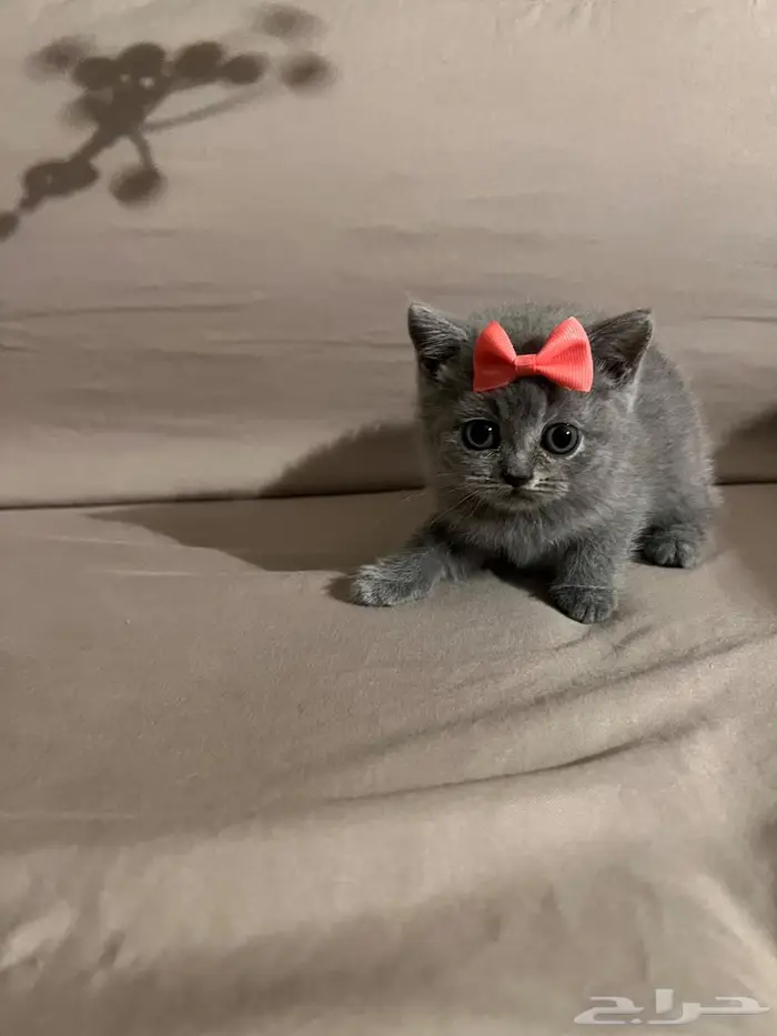 قطه سكوتش ستريت 2